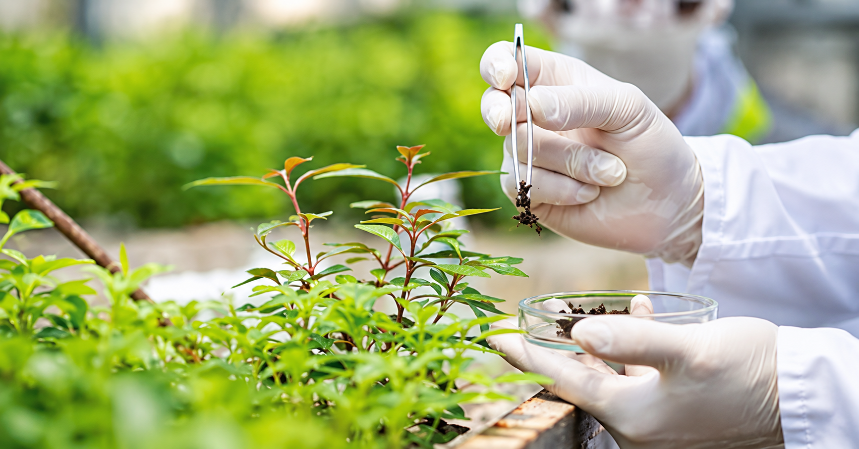 Jeunes plants en croissance dans une parcelle agricole